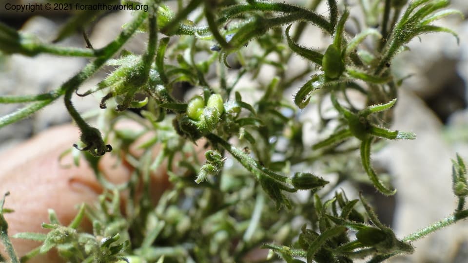 Boraginaceae Brunnera orientalis I.M. Johnst.