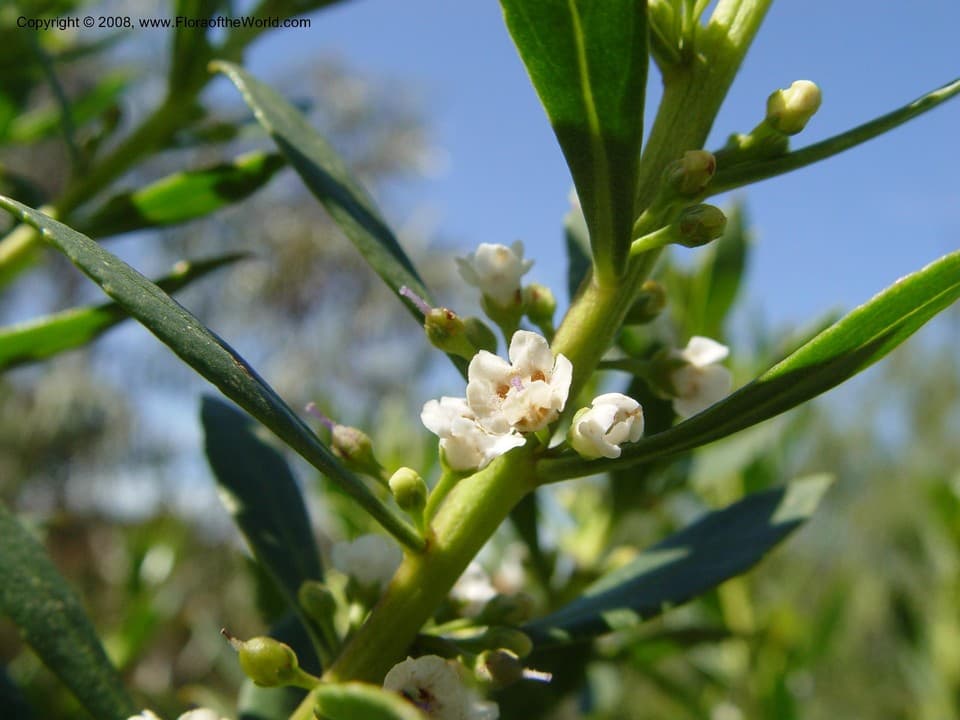 Myoporum insulare R.Br.