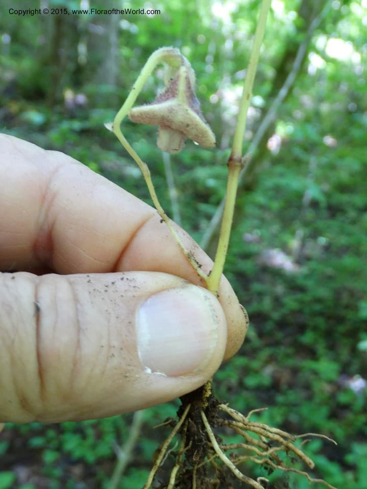 Aristolochiaceae Aristolochia serpentaria L.