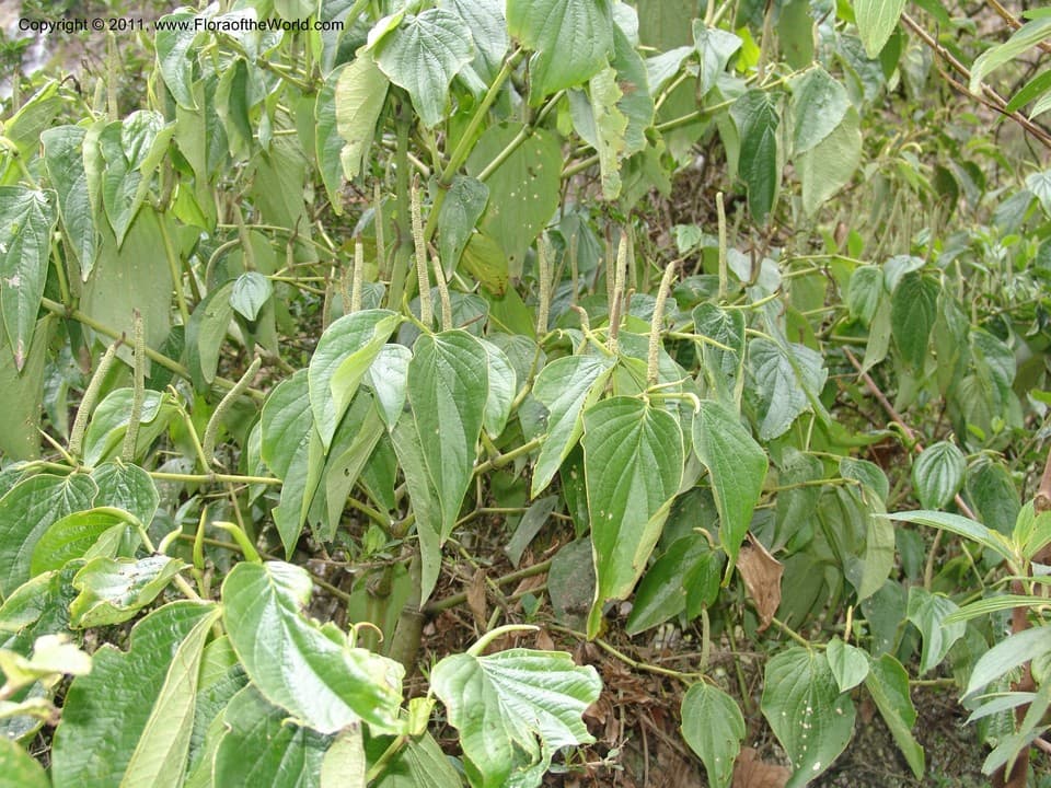 Piperaceae Piper psilophyllum C. DC.