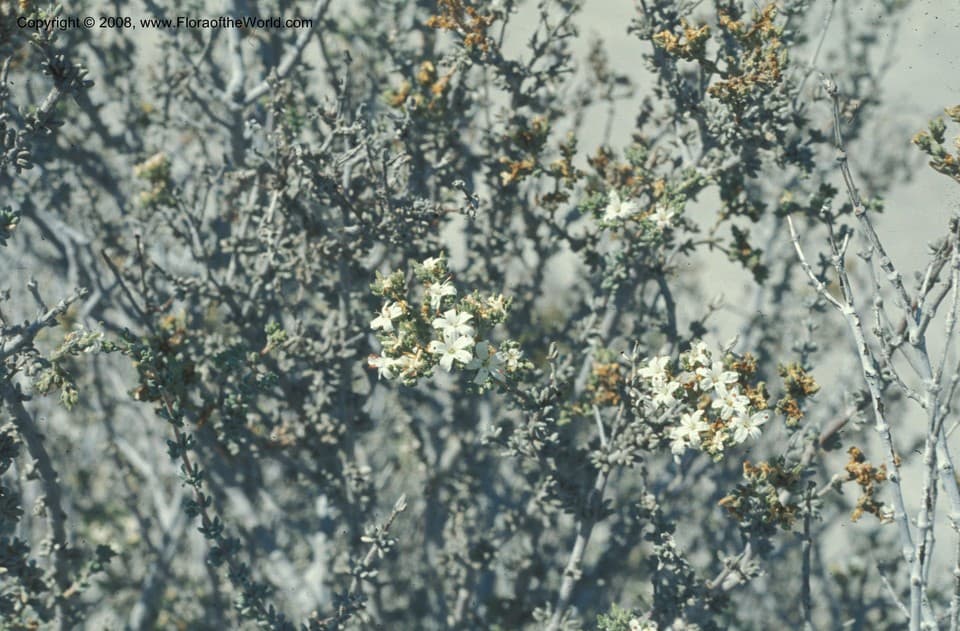 Frankenia palmeri S.Watson