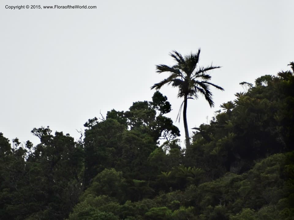 Arecaceae Juania australis (Mart.) Drude ex Hook. f.