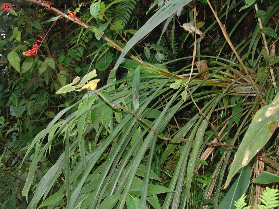 Pitcairnia commixta L.B.Sm.