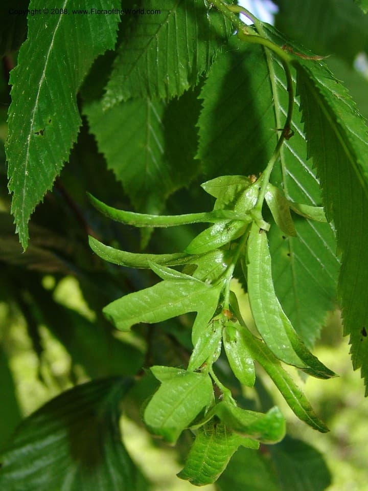 Carpinus orientalis Mill.