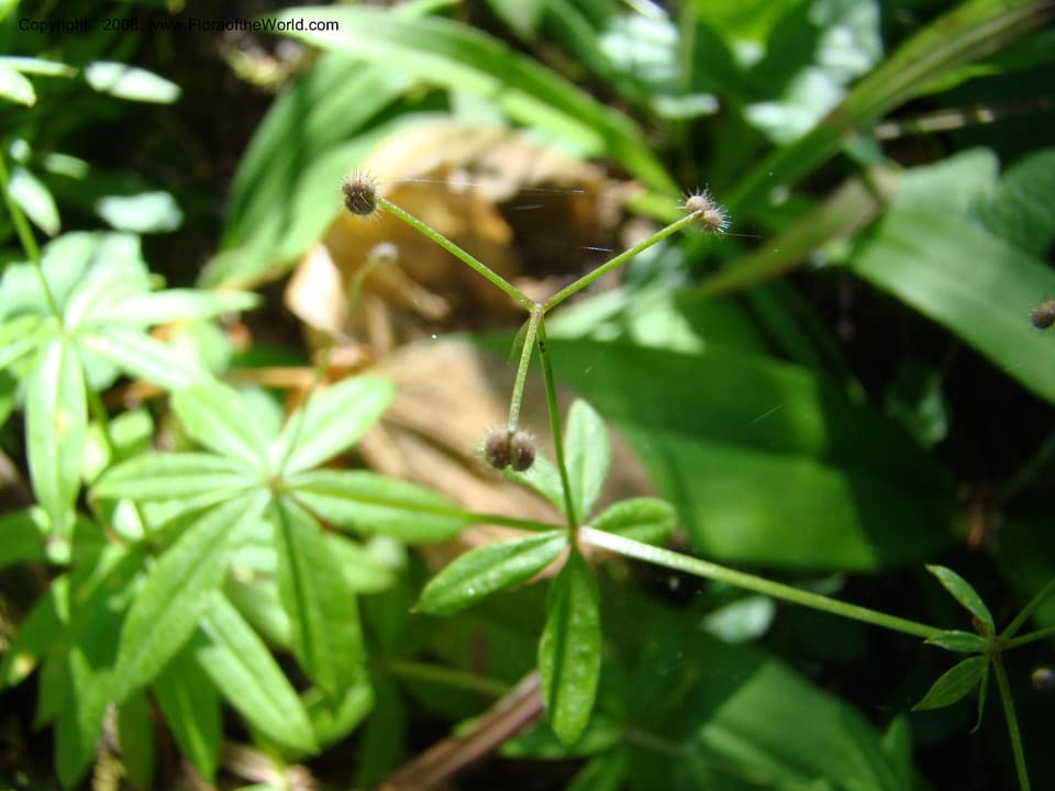 Galium triflorum Michx.