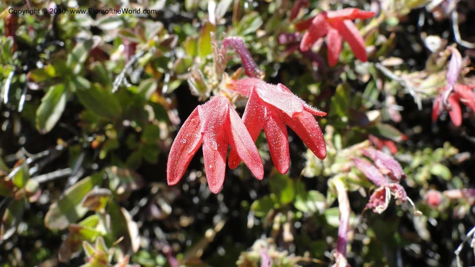 Keckiella corymbosa (Benth.) Straw