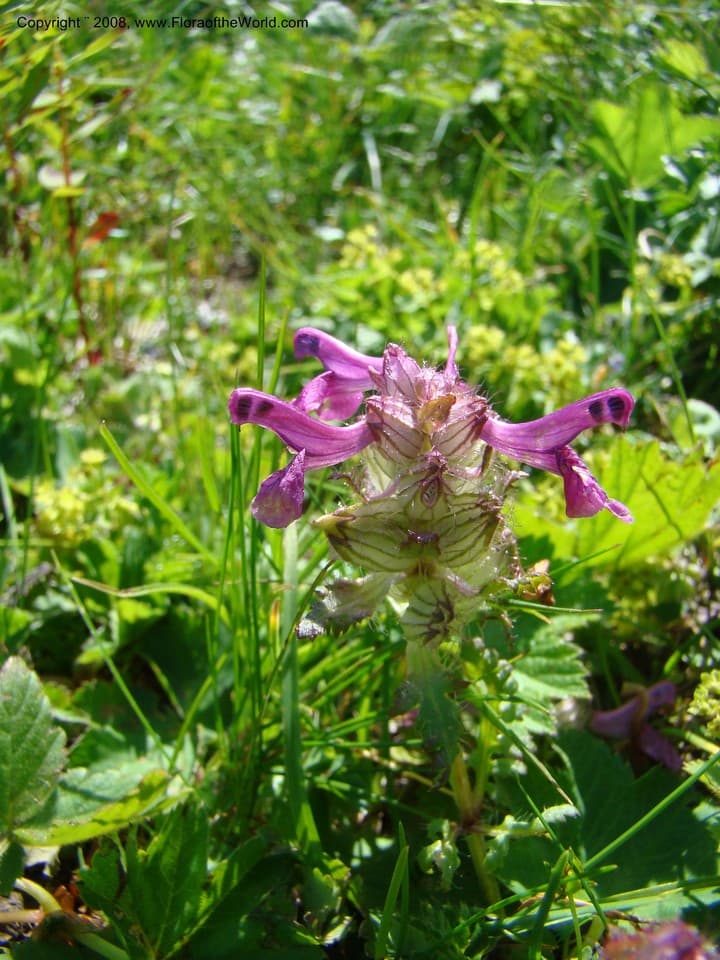 Pedicularis verticillata L.