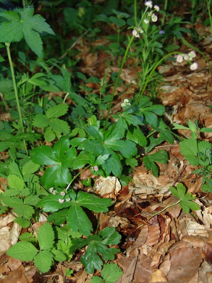 Apiaceae Sanicula europaea L.