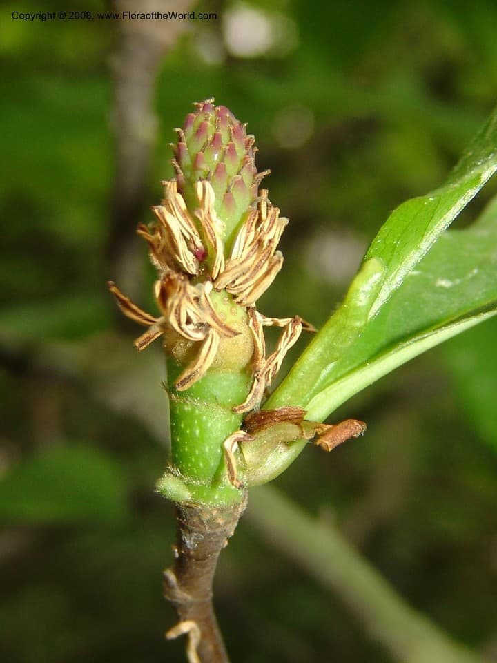 Magnolia liliiflora Desr.