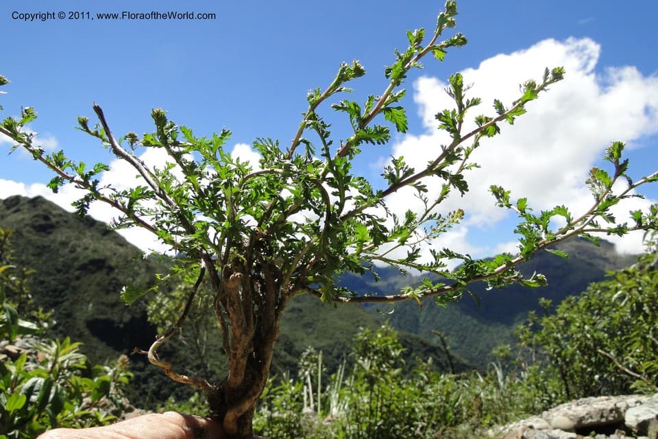 Lepidium bipinnatifidum Desv.