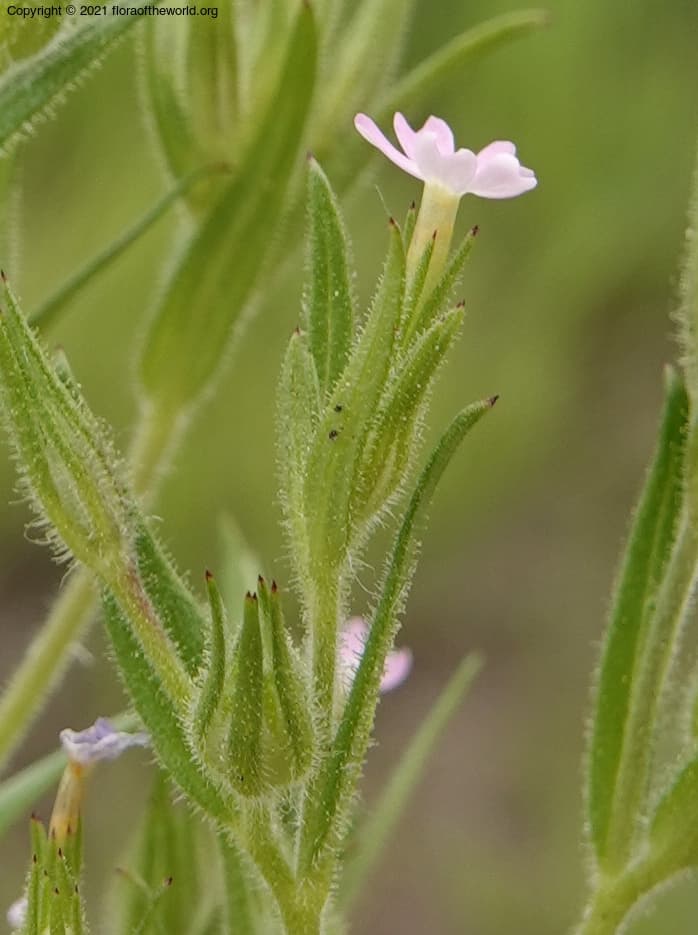 Polemoniaceae Microsteris gracilis (Hook.) Greene