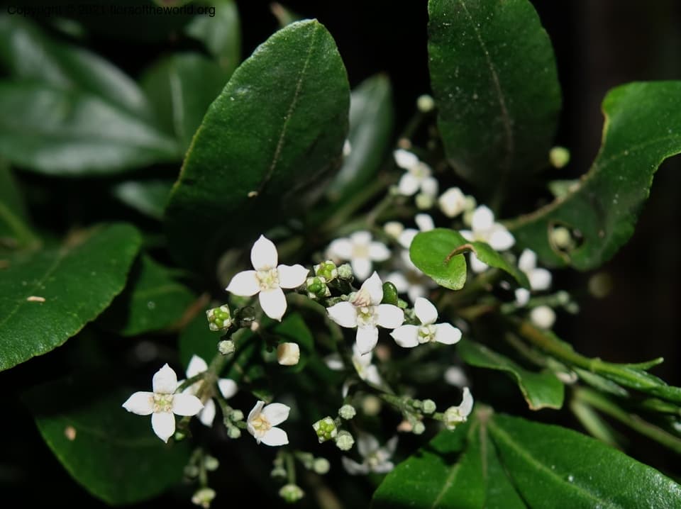 Rutaceae Zieria southwellii J.A. Armstr.