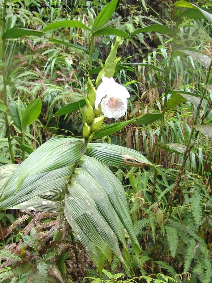 Sobralia Ruiz & Pav.