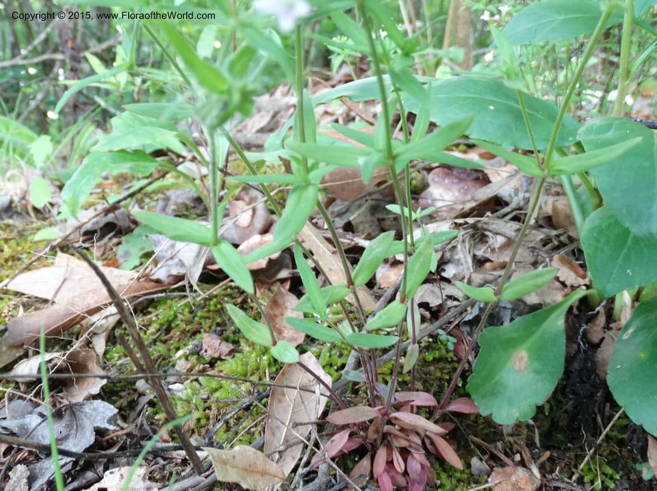 Rubiaceae Houstonia longifolia Gaertn.