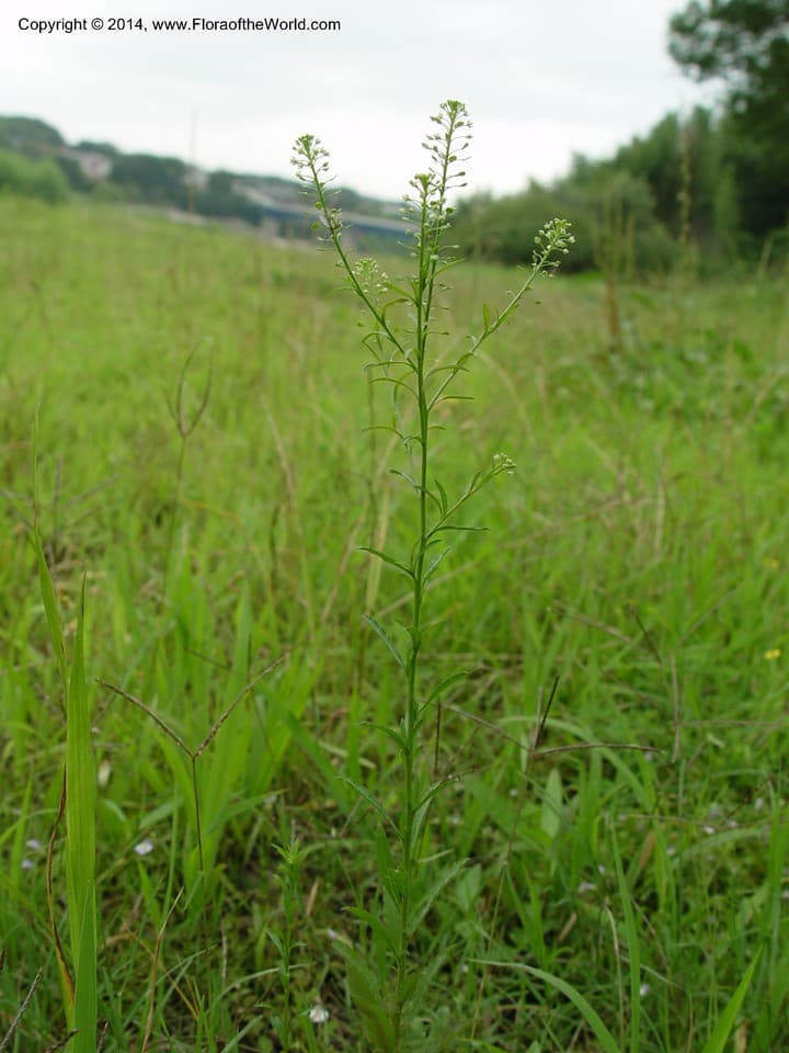 Brassicaceae Capsella bursa-pastoris (L.) Medik.