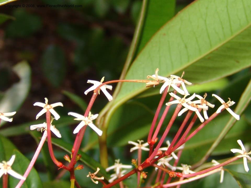 Ixora cremixora Drake
