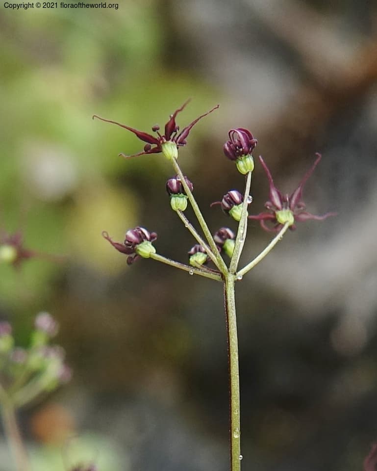 Acronema Falc. ex Edgew.