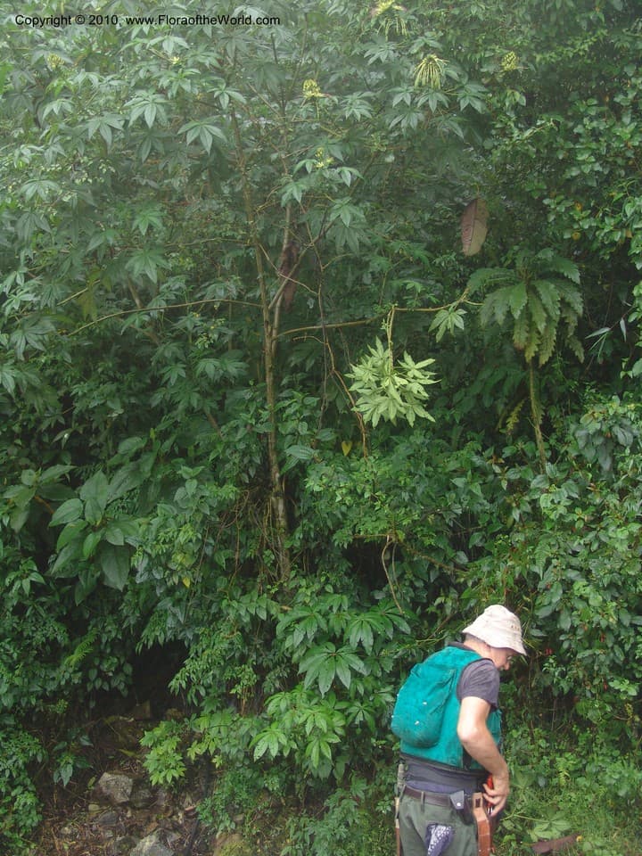 Cleomaceae Cleome anomala