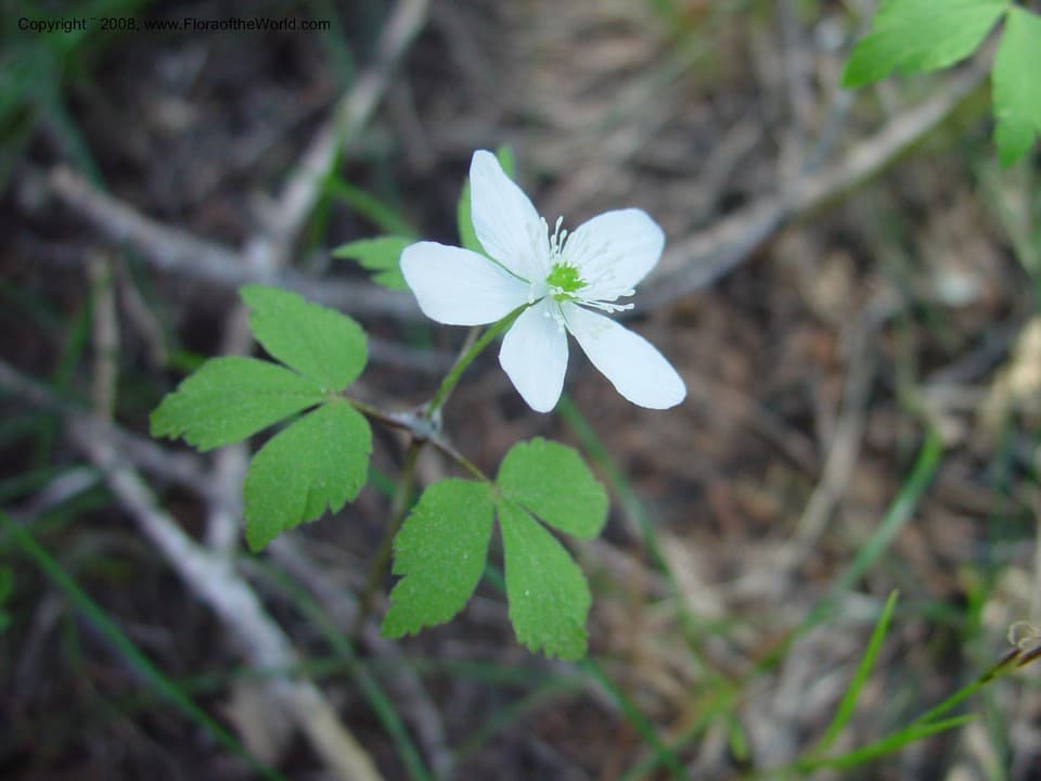 Anemone piperi Rydb.