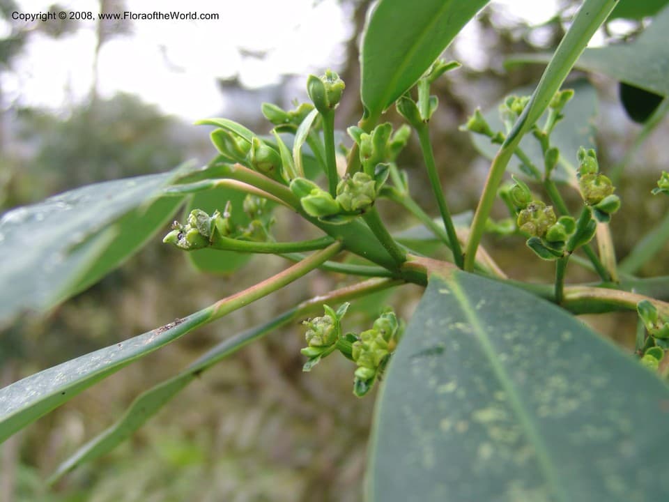 Euphorbia laurifolia Juss. ex Lam.