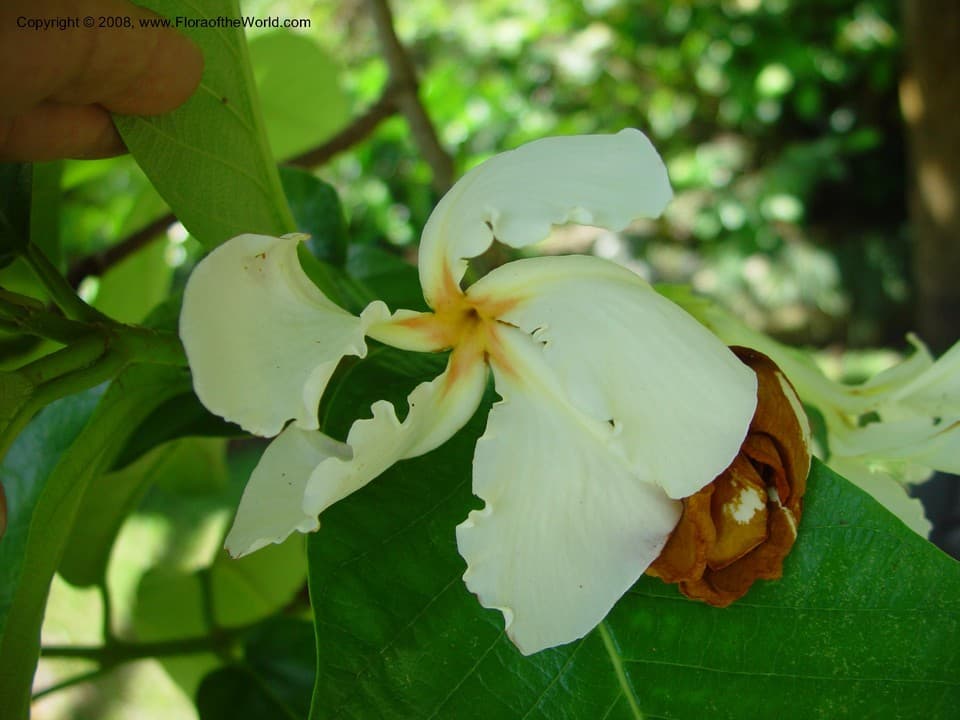 Apocynaceae Chonemorpha fragrans (Moon) Alston