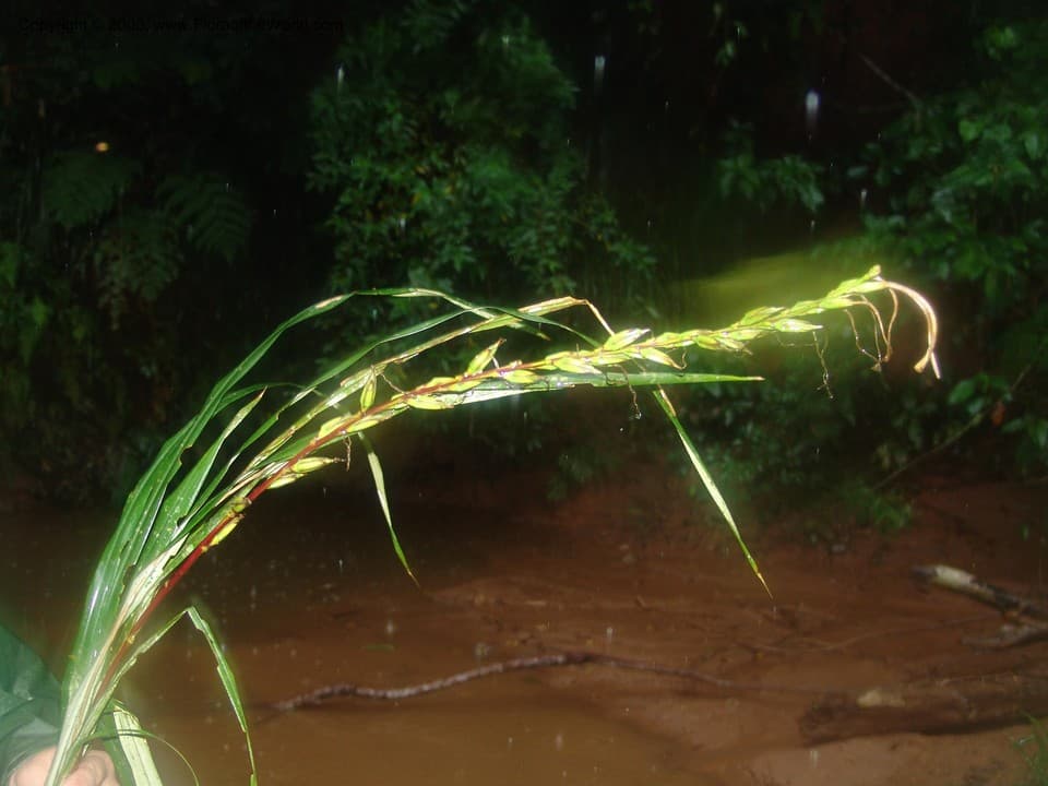 Pitcairnia lanuginosa Ruiz & Pav.