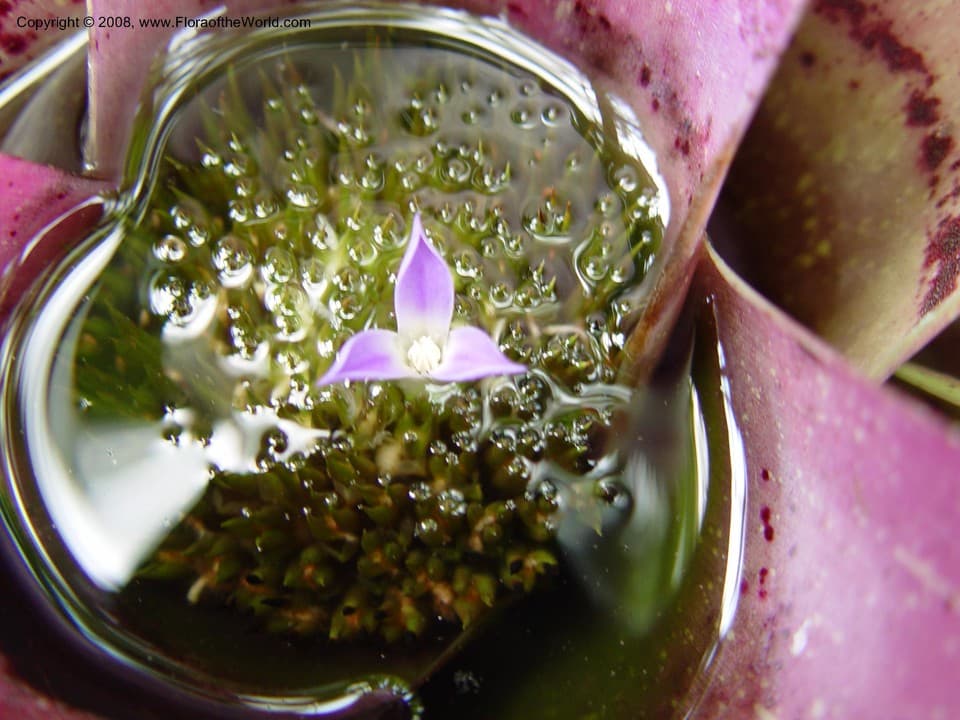 Neoregelia burlemarxii Read