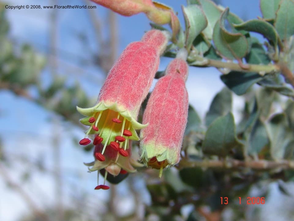 Combretum grandidieri Drake
