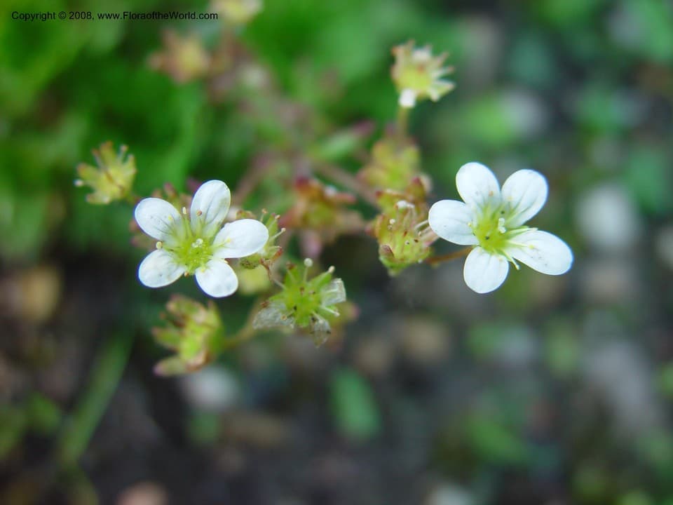Saxifraga moncayensis D.A.Webb