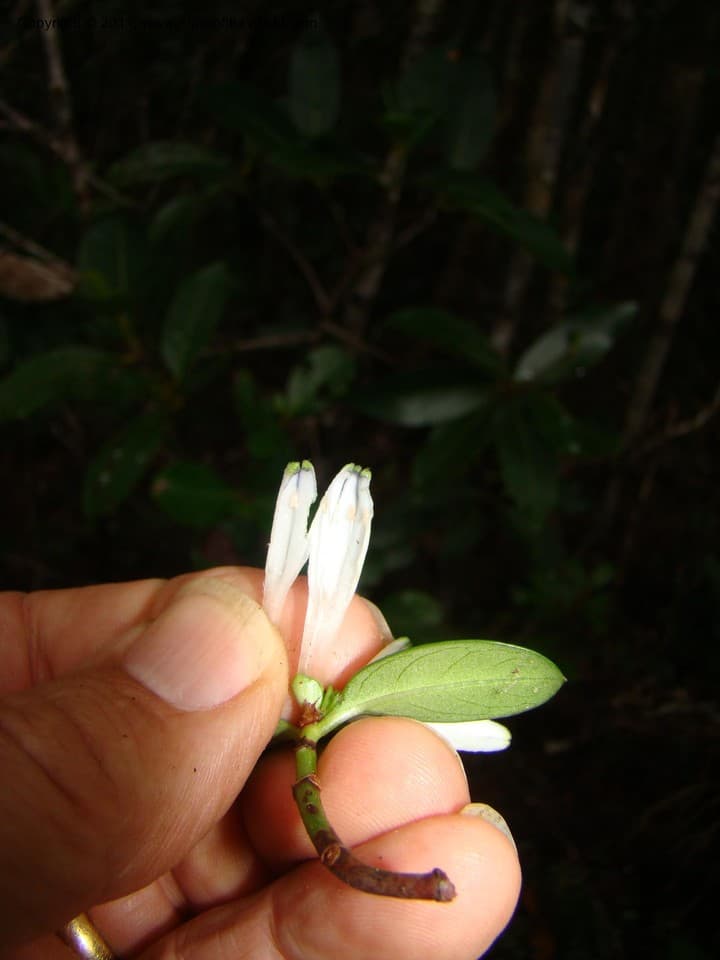 Psychotria pseudomicrodaphne Guillaumin