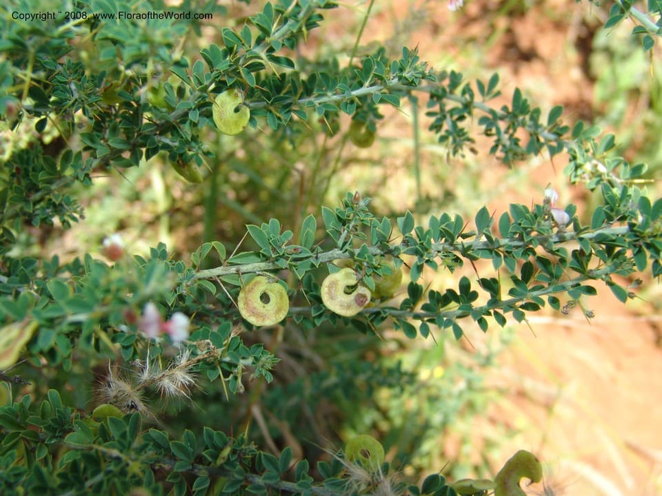 Indigofera circinnata Benth. ex Harv.