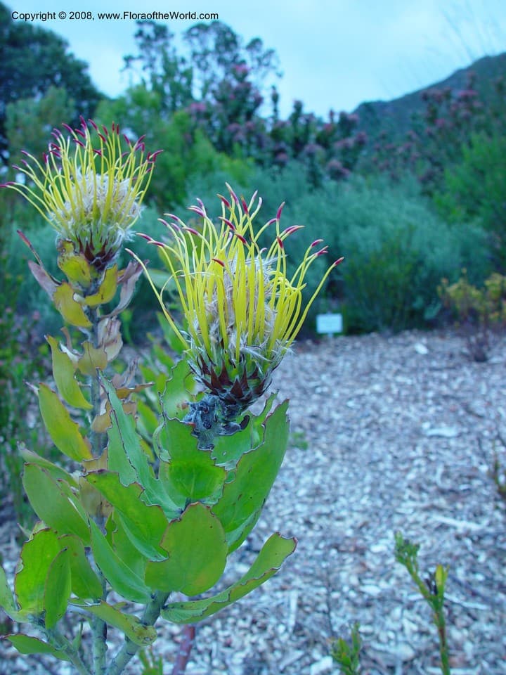 Leucospermum grandiflorum (Salisb.) R.Br.