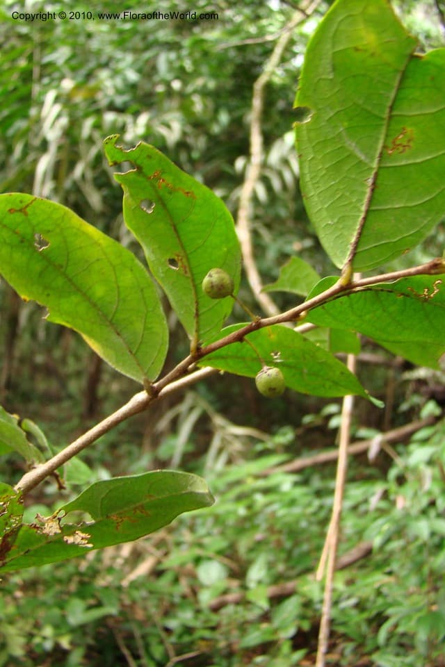 Phyllanthus vincentae J.F.Macbr.