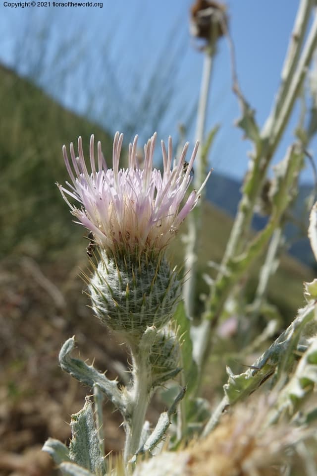 Cirsium undulatum (Nutt.) Spreng.