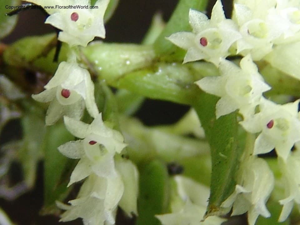 Fernandezia weberbaueri var. tricrucensis Ormerod