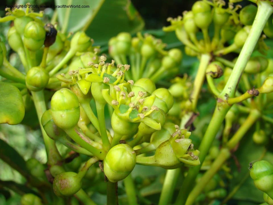 Araliaceae Plerandra plerandroides (R. Vig.) Lowry, G.M. Plunkett & Frodin