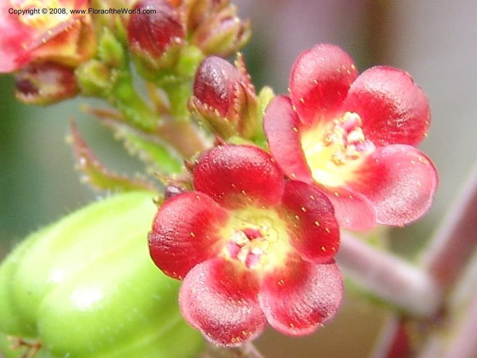 Jatropha gossypiifolia L.