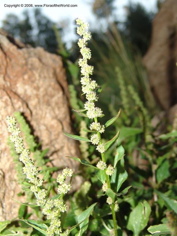 Amaranthaceae Chenopodium rubrum L.