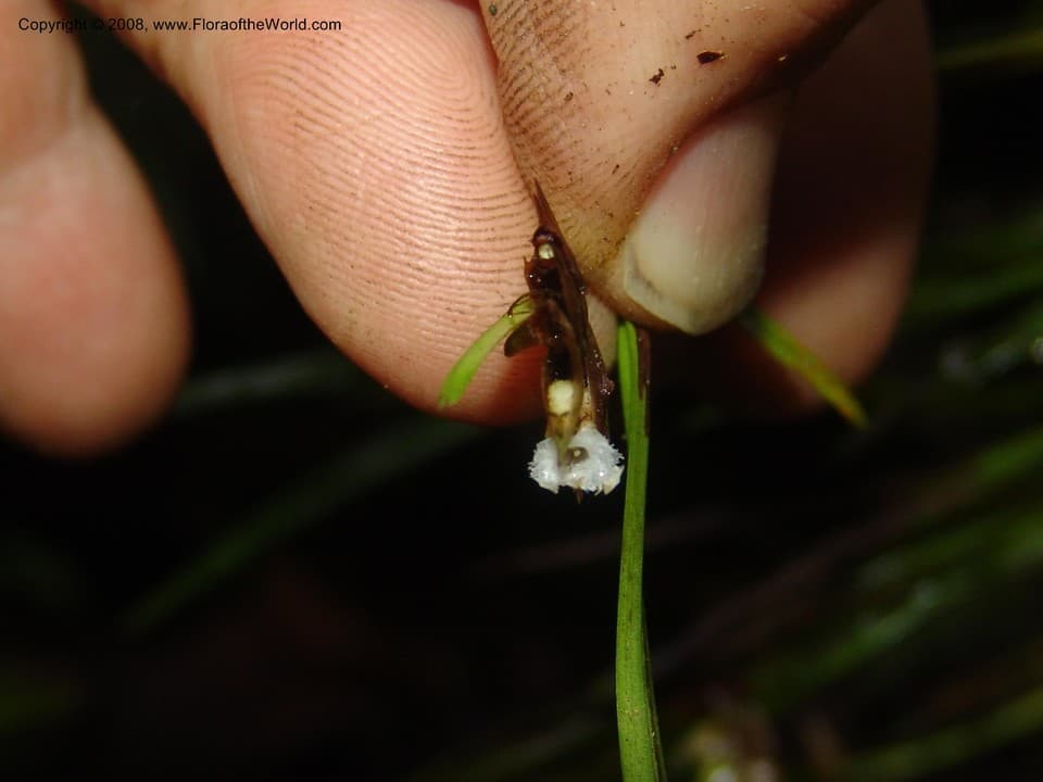 Elleanthus isochiloides Løjtnant