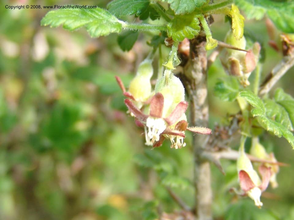 Ribes orientale Desf.