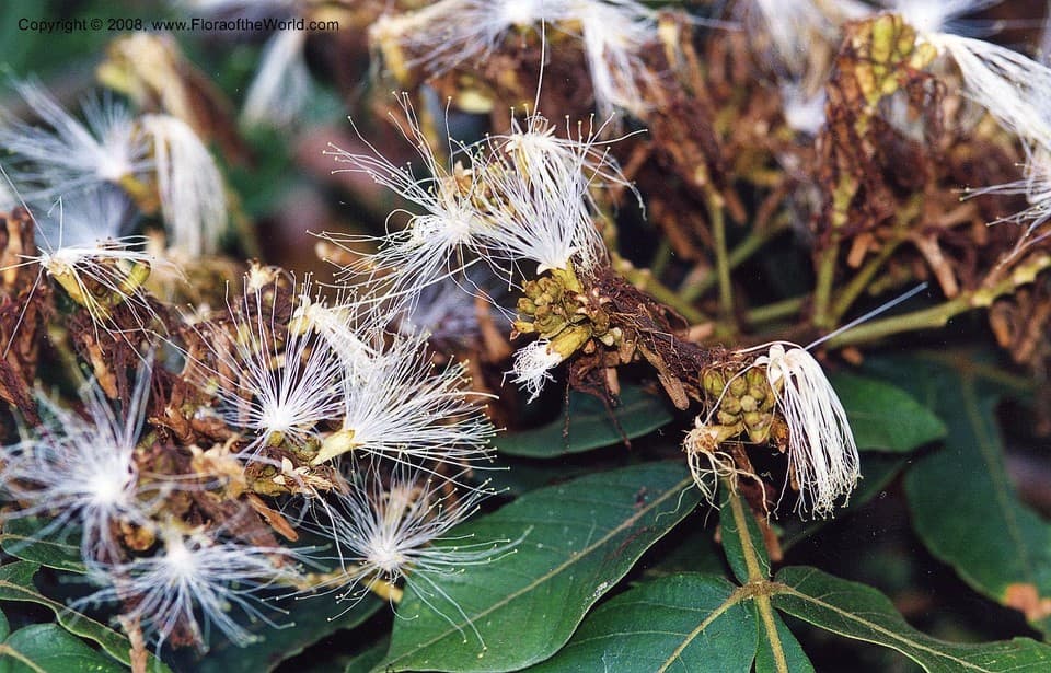 Inga xalapensis Benth.