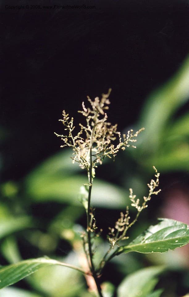 Iresine arbuscula Uline & W.L.Bray