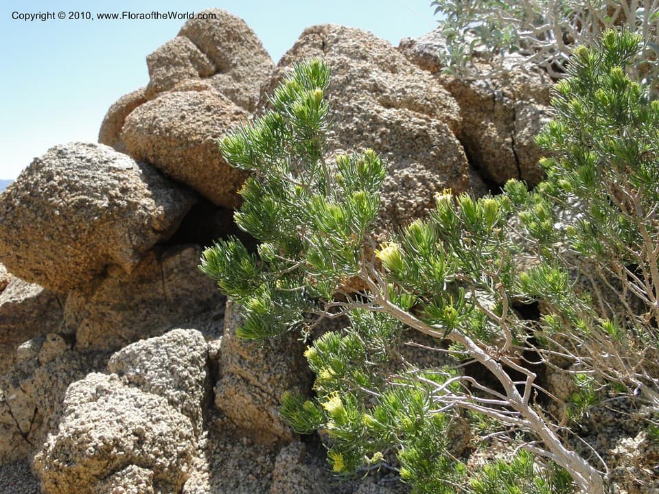 Asteraceae Peucephyllum schottii A. Gray