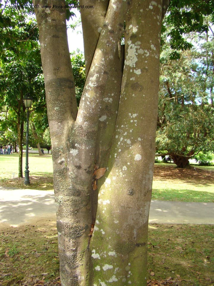 Fabaceae Maniltoa browneoides Harms