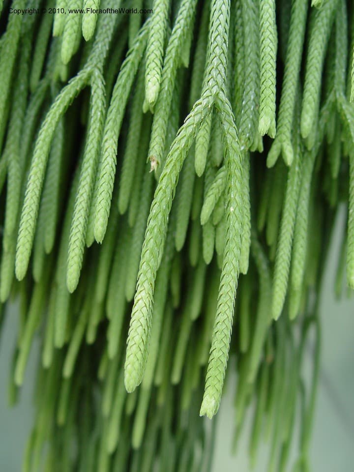 Phlegmariurus carinatus (Desv. ex Poir.) Ching