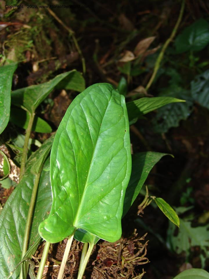 Araceae Chlorospatha portillae Croat & L.P. Hannon