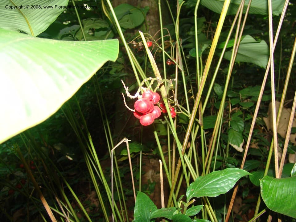 Megaphrynium macrostachyum (K.Schum.) Milne-Redh.