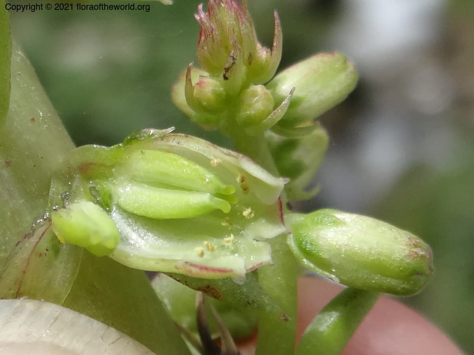 Crassulaceae Umbilicus intermedius Boiss.