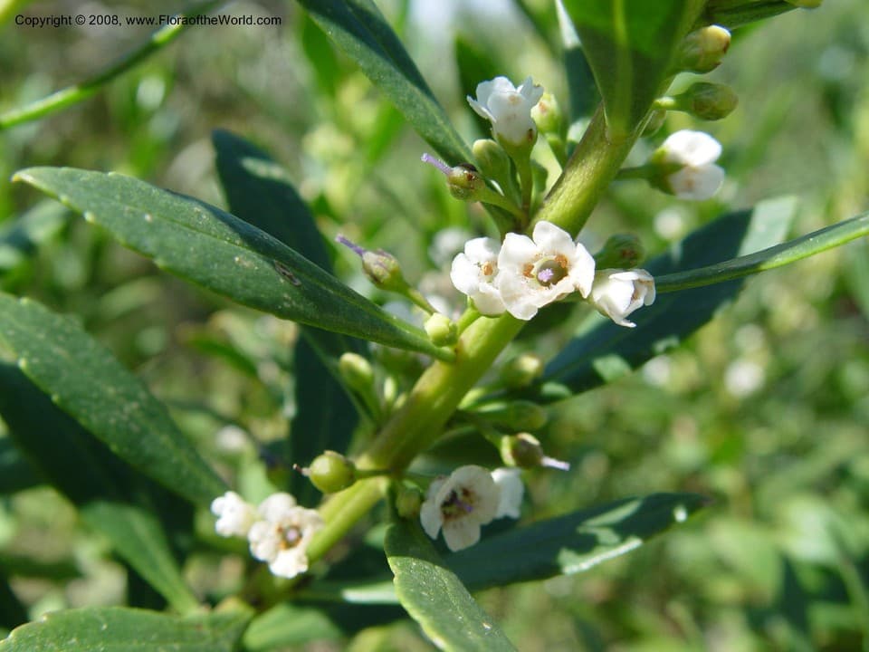 Scrophulariaceae Myoporum insulare R. Br.