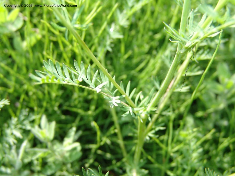 Poteridium occidentale (Nutt. ex Torr. & A.Gray) Rydb.